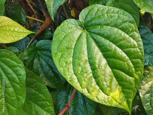 Piper betle or Betel leaves in the yard. It is a herbal plant that is often found in tropical areas such as Indonesia. photo