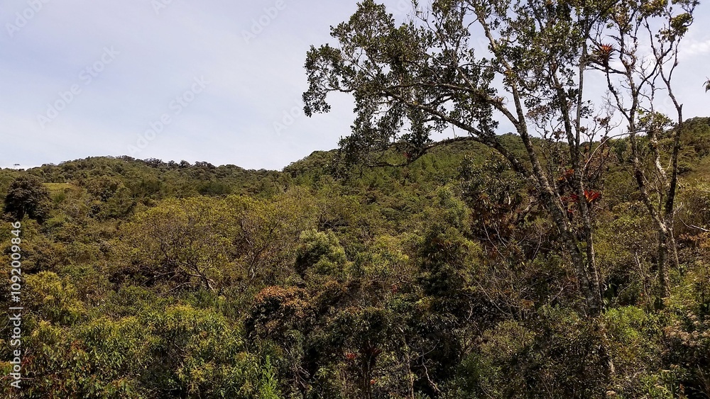 Bosque nativo en vía de extinción Bosque nativo en vía de extinción