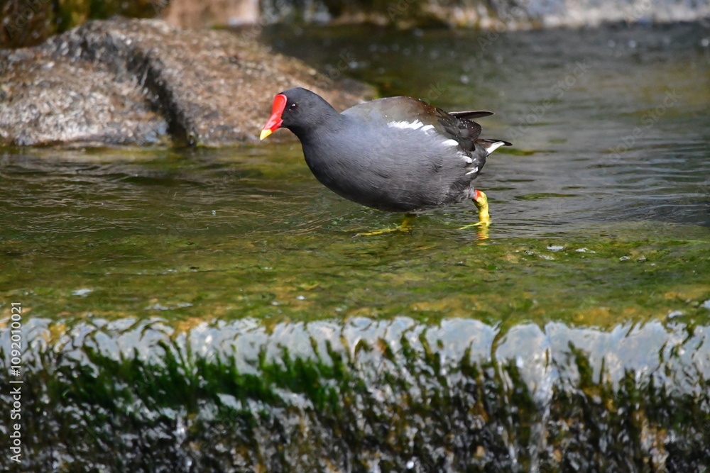 GALLINETA