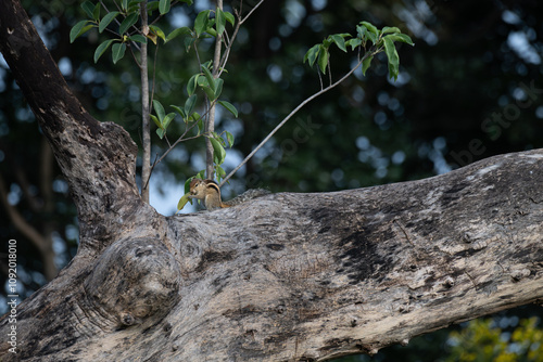 The small, beautiful Indian palm squirrel perched on a tree branch. It actively engaged in eating a green leaf, its nimble paws holding the foliage. The backdrop showcases a lush green with blurred .