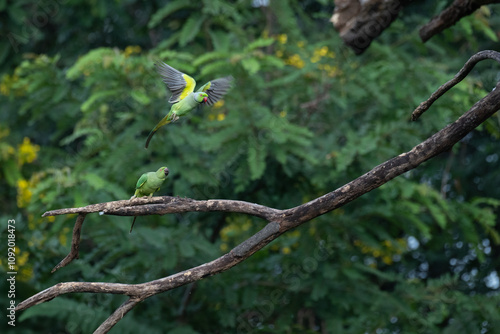 A pair of vibrant green parakeets are mid flight against a backdrop of lush greenery. The background is filled with a blur of green foliage , creating a sense of depth of focus on the parakeets.