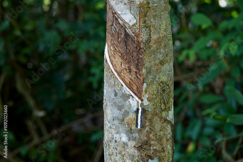 Milky latex extracted from rubber tree trunk photo