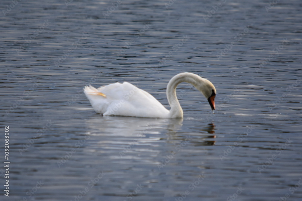 Obraz premium Schwäne