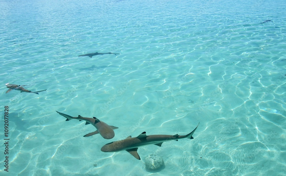 Obraz premium Reef Sharks