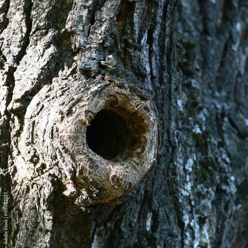 Sunny spring day. In a trunk of an old oak there is a hollow with a beautiful accurate entrance.