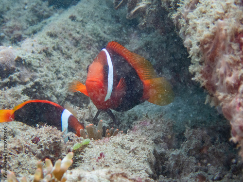 Red and black anemonefish photo