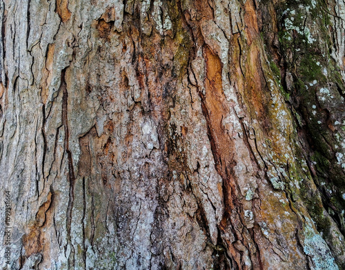 Wood texture of tree bark for background  photo