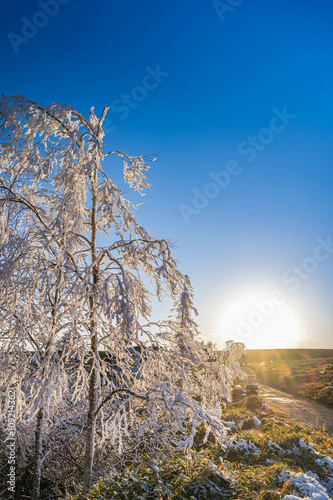 　大きな夕日に照らされる樹氷