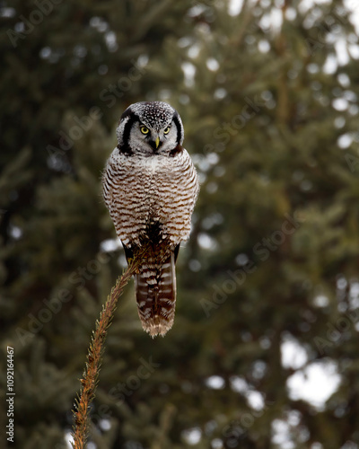 Northern hawk owl Surnia ulula sitting at the top of a coniferous tree on a cold gray December day in northern Ontario Canada photo