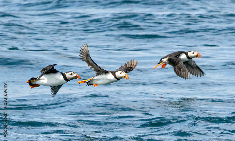 Fototapeta premium Atlantic Puffin on breeding rocks of Bempton cliffs, UK