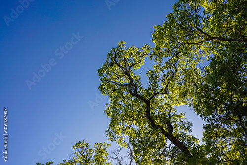 Threes, lower point of view, oak Forest 