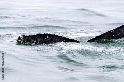 Tail fin of a surfacing whale, in Walvis Bay, Namibia.