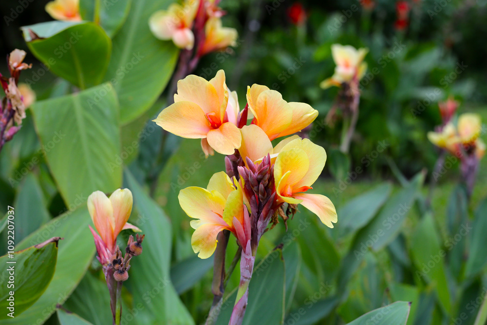 Fototapeta premium Blooming canna lily flower with green leaves