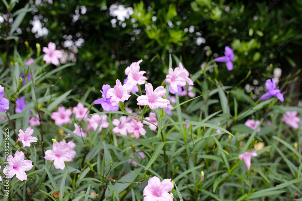 Obraz premium Ruellia tuberosa flowers with green leaves