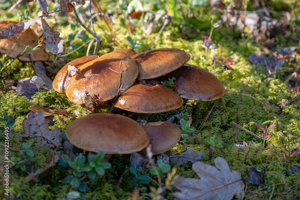 Mushroom edible suillus grevillei in the forest Mushroom edible suillus grevillei in the forest