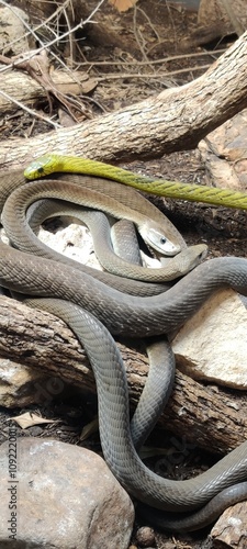 Snakes laying on rocks photo