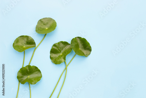 Fresh centella asiatica leaves. Gotu kola herb plant