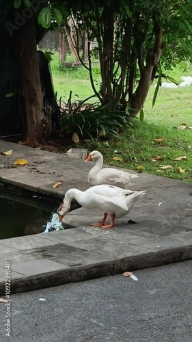 White geese walk in the garden and drink water