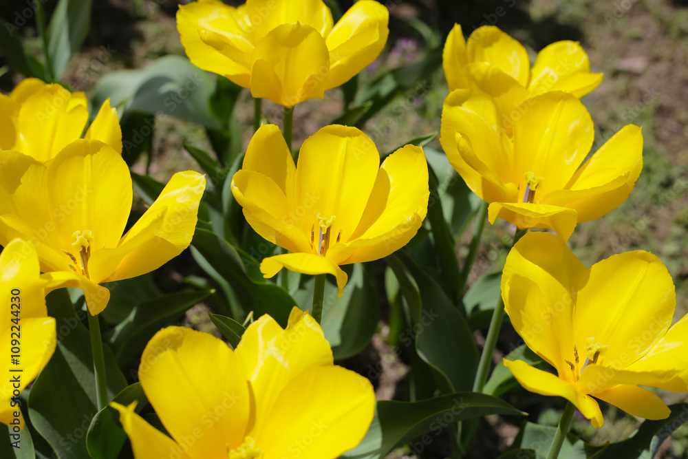 Obraz premium Tulip flower garden. The Expo 70 Commemorative Park, Osaka, Japan