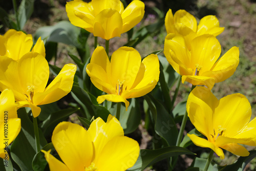 Tulip flower garden. The Expo 70 Commemorative Park, Osaka, Japan photo