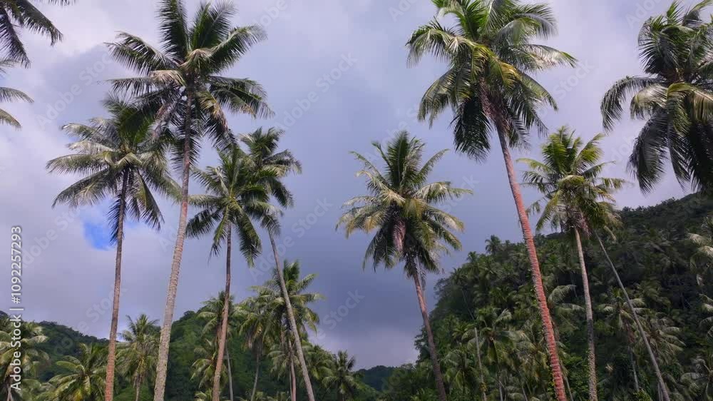 Papara Tavera Tahiti Island line row of coconut palm trees plantation farmland French Polynesia aerial drone Papeete Tautira Taiarapu mountain sunny daylight backwards pan down reveal Papara Tavera Tahiti Island line row of coconut palm trees plantation farmland French Polynesia aerial drone Papeete Tautira Taiarapu mountain sunny daylight backwards pan down reveal