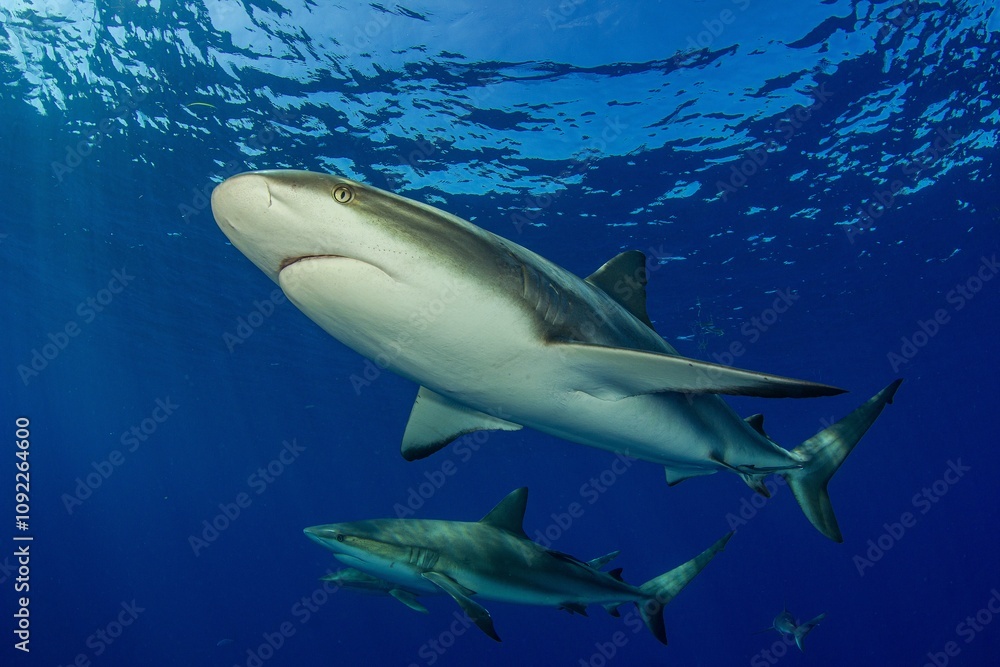 Fototapeta premium Reef Sharks swimming close to the surface