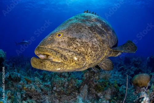 ¨Lola¨ it´s huge goliath grouper photo