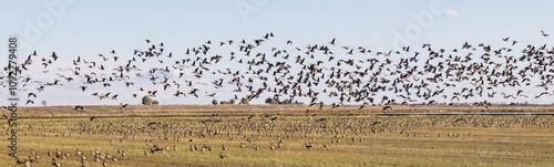 Geese in the rice field taking off. photo