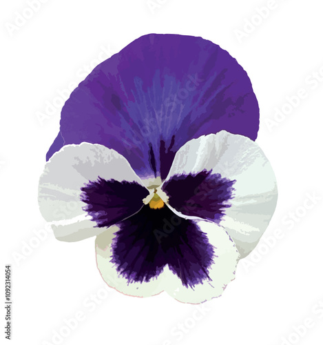 Purple pansy isolated on white background. Purple yellow violet vector. Cortinarius violaceus, violet webcap, violet cort. Pansy viola cornuta tricolor, viola wittrockiana, violaceae, heartsease.
