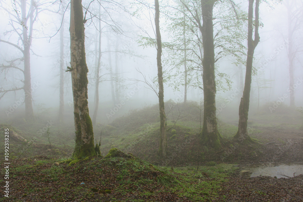Obraz premium fog in the forest, Moss covered trees in the mud, Foggy forest, Mud and moss, Spring