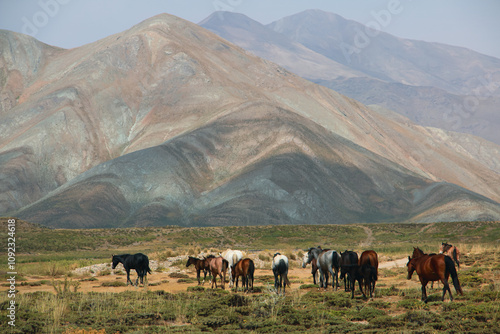 herd of horses, Wild horses, Mountains, Plain, Herd of wild horses walk through the mountains terrain, Alborz mountains