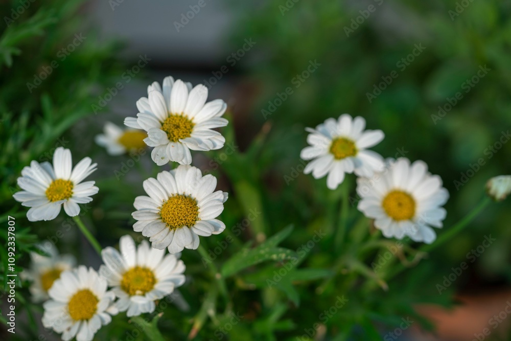 Close-up of white daisies with yellow centers. Close-up of white daisies with yellow centers.