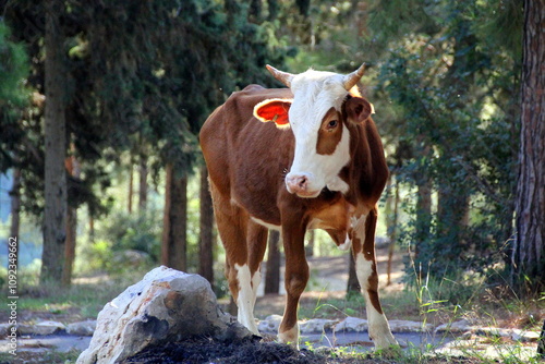 A cow is an even-toed ungulate, a type of cattle.