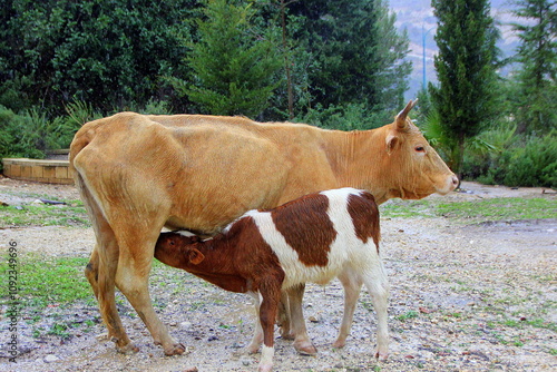 Obraz na plátně A cow is an even-toed ungulate, a type of cattle.