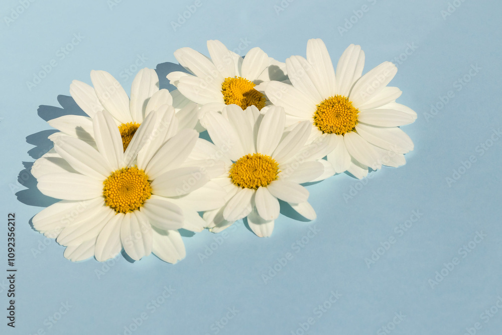 Obraz premium On a blue background fresh flowers of fresh field daisies. For congratulations on the holiday.