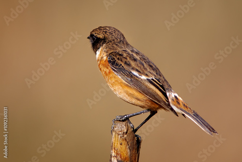 Cartaxo-comum com o nome cientifico de  (Saxicola rubicola). Ave de pequeno porte de tons acastanhados pousada num tronco. photo