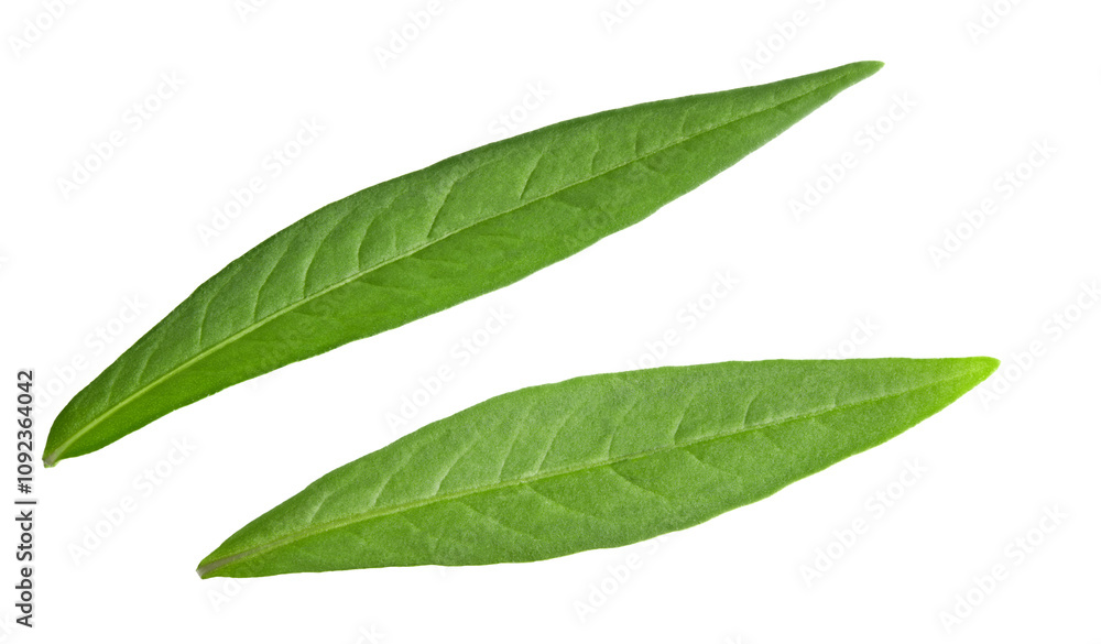 Obraz premium lychee leaves isolated on white background. clipping path