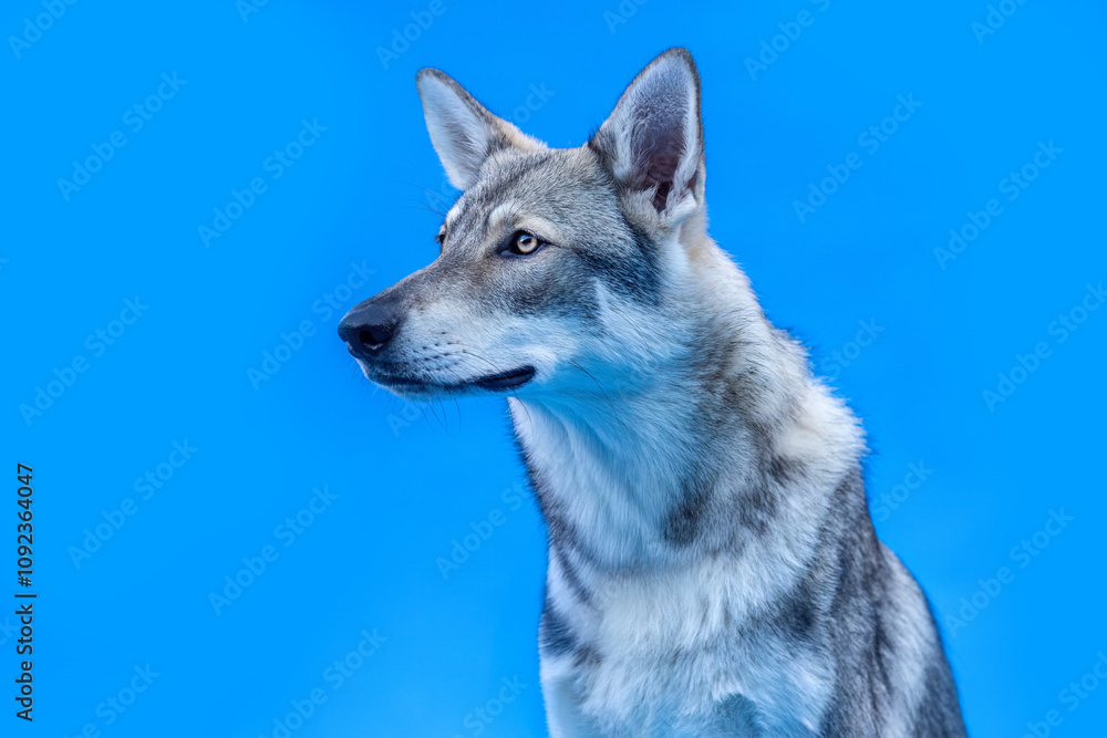 Fototapeta premium Wolf dog hybrids on blue studio background