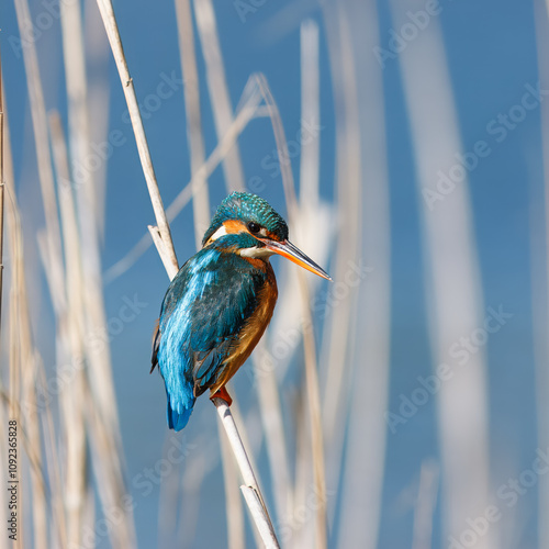 Guarda-rios com o nome cientifico de  (Alcedo atthis).  Pequena ave aquatica de tons azul e laranja, é um excelente pescador.