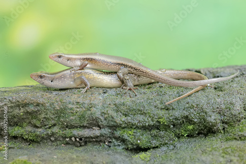 A pair of common sun skinks prepare to mate on a moss-covered rock. This reptile has the scientific name Mabouya multifasciata. photo