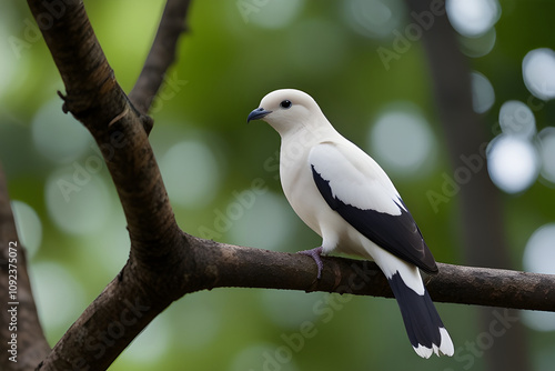 The History of Pigeons: From Messengers to Pets photo