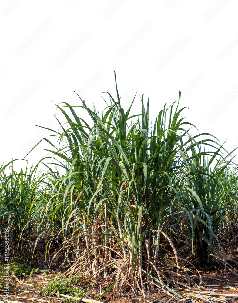 Fototapeta premium Sugarcane on transparent background with clipping path, suitable for print and web pages.
