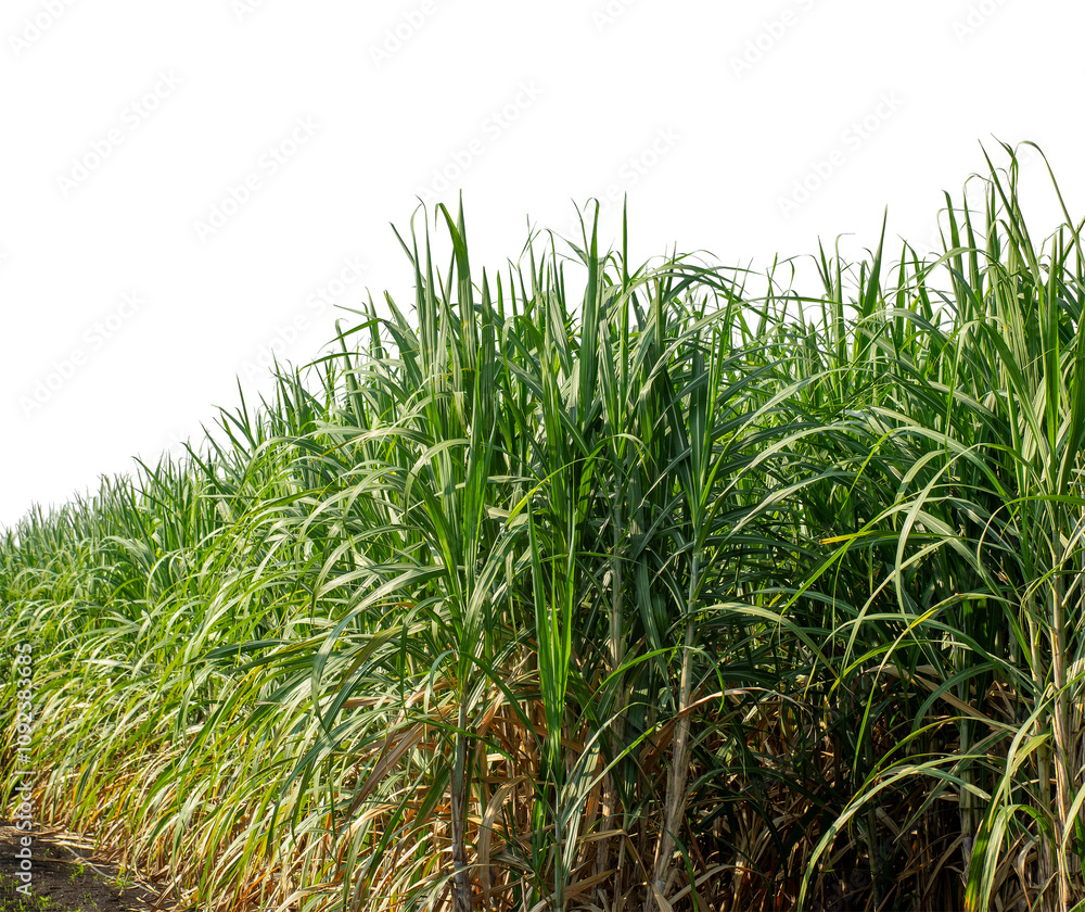 Obraz premium Sugarcane on transparent background with clipping path, suitable for print and web pages..