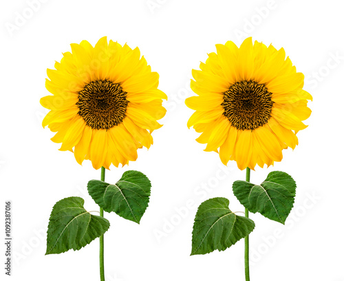 Sonnenblumen isoliert auf weißem Hintergrund