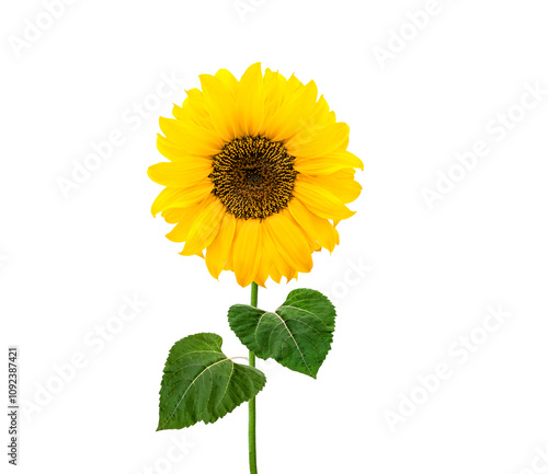 Sonnenblumen isoliert auf weißem Hintergrund