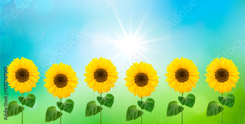Sonnenblumen isoliert auf bunteem Hintergrund