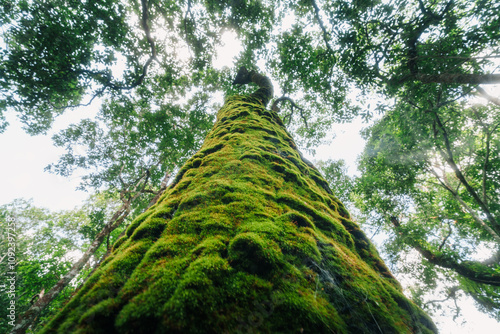 Mossed tree in Asian rainforest, view from below.