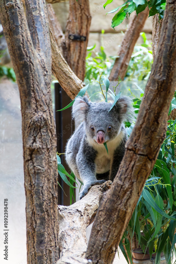 Fototapeta premium Koala in a tree