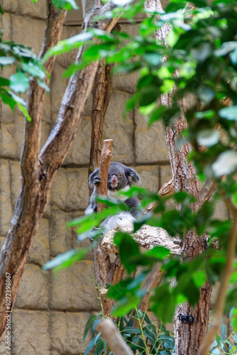 Koala in a tree