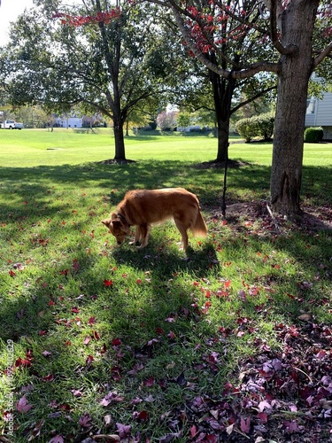 Dog in yard with trees photo